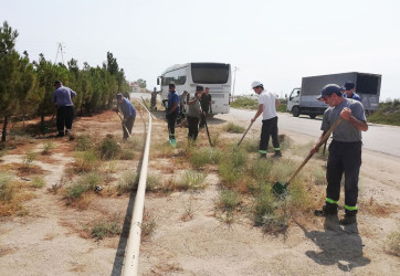 Pirallahı rayonunda genişmiqyaslı iməcilik aksiyası keçirildi