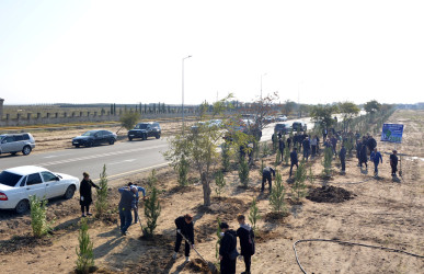 Rayonumuzda silsilə ağacəkmə aksiyaları davam etdirilir