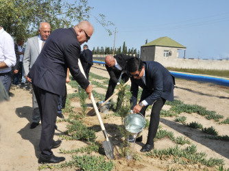 “27 Sentyabr – Anım Günü”nə həsr olunmuş ağacəkmə aksiyası keçirilib