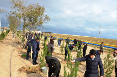 Pirallahıda "Yaşıl dünya naminə həmrəylik İli" çərçivəsində genişmiqyaslı ağacəkmə aksiyası və iməcilik təşkil olunmuşdur