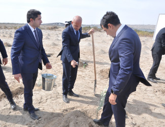 Pirallahı rayonunda “Konstitusiya və Suverenlik İli” çərçivəsində ağacəkmə aksiyası keçirilib