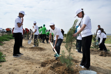 Pirallahı rayonunda “Şəhərsalma və Memarlıq İli” çərçivəsində  ağacəkmə aksiyası və “Heydər Əliyevin Azərbaycan memarlığında izi” başlıqlı elmi-praktik konfrans keçirilib