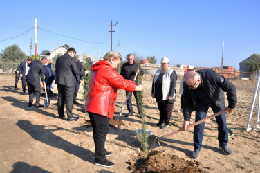 Pirallahıda "Yaşıl dünya naminə həmrəylik İli" çərçivəsində genişmiqyaslı abadlıq-quruculuq və ağacəkmə aksiyaları keçirilir