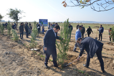 Rayonumuzda silsilə ağacəkmə aksiyaları davam etdirilir