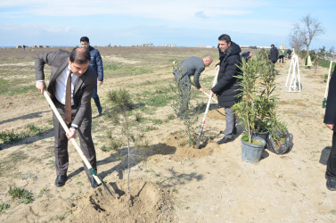 Pirallahıda “Şəhərsalma və Memarlıq İli” çərçivəsində ağacəkmə aksiyası keçirildi
