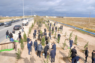 Pirallahıda "Yaşıl dünya naminə həmrəylik İli" çərçivəsində genişmiqyaslı ağacəkmə aksiyası və iməcilik təşkil olunmuşdur