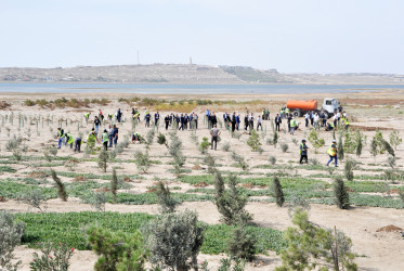 Pirallahı rayonunda “Konstitusiya və Suverenlik İli” çərçivəsində ağacəkmə aksiyası keçirilib