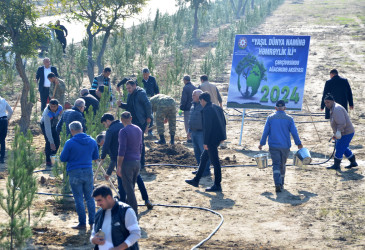 Rayonumuzda silsilə ağacəkmə aksiyaları davam etdirilir