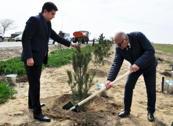 Pirallahı rayonunda “Şəhərsalma və Memarlıq İli” çərçivəsində  ağacəkmə aksiyası və “Heydər Əliyevin Azərbaycan memarlığında izi” başlıqlı elmi-praktik konfrans keçirilib