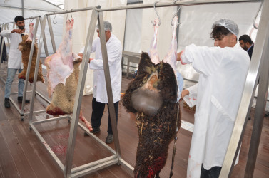 Qurban Bayramı Bakı Şəhəri Pirallahı rayonunda da  təşkil olunmuşdur