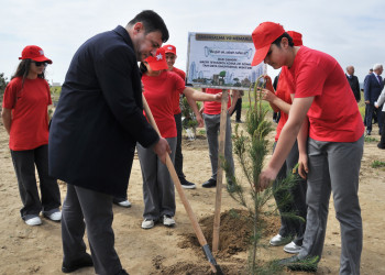 Pirallahı rayonunda “Şəhərsalma və Memarlıq İli” çərçivəsində  ağacəkmə aksiyası və “Heydər Əliyevin Azərbaycan memarlığında izi” başlıqlı elmi-praktik konfrans keçirilib