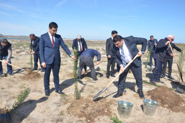 “Yaşıl dünya naminə həmrəylik ili” çərçivəsində ağacəkmə aksiyası və “Azərbaycan: Dünyanın “yaşıl enerji” mərkəzi” başlıqlı konfrans keçirilmişdir