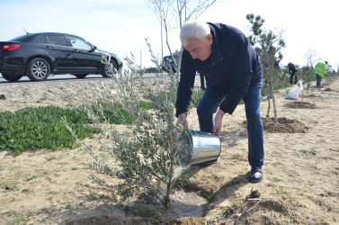 Pirallahıda “Şəhərsalma və Memarlıq İli” çərçivəsində ağacəkmə aksiyası keçirildi