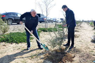 Pirallahıda “Şəhərsalma və Memarlıq İli” çərçivəsində ağacəkmə aksiyası keçirildi