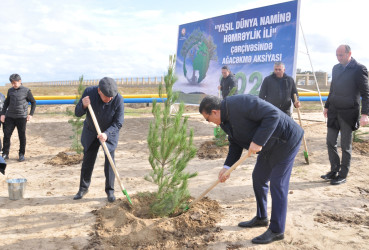 Pirallahıda "Yaşıl dünya naminə həmrəylik İli" çərçivəsində genişmiqyaslı ağacəkmə aksiyası və iməcilik təşkil olunmuşdur