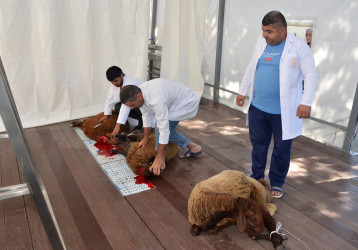 Qurban Bayramı Bakı Şəhəri Pirallahı rayonunda da  təşkil olunmuşdur