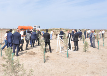 Pirallahı rayonunda “Konstitusiya və Suverenlik İli” çərçivəsində ağacəkmə aksiyası keçirilib