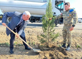 Rayonumuzda silsilə ağacəkmə aksiyaları davam etdirilir