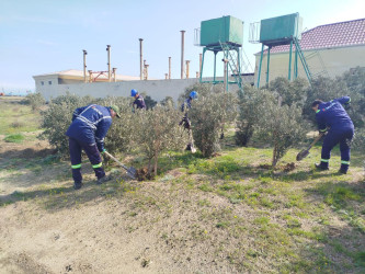 Pirallahı rayonunda iməcilik aksiyası keçirildi