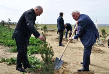 Pirallahı rayonunda “Şəhərsalma və Memarlıq İli” çərçivəsində  ağacəkmə aksiyası və “Heydər Əliyevin Azərbaycan memarlığında izi” başlıqlı elmi-praktik konfrans keçirilib