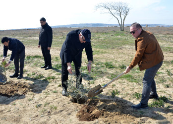 Pirallahıda “Şəhərsalma və Memarlıq İli” çərçivəsində ağacəkmə aksiyası keçirildi