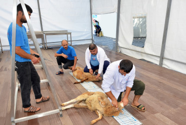 Qurban Bayramı Bakı Şəhəri Pirallahı rayonunda da  təşkil olunmuşdur