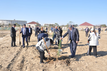 Pirallahıda "Yaşıl dünya naminə həmrəylik İli" çərçivəsində genişmiqyaslı abadlıq-quruculuq və ağacəkmə aksiyaları keçirilir