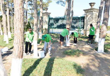 Pirallahı rayonunda "Yaşıl dünya naminə həmrəylik İli" çərçivəsində  ağaclara aqrotexniki qulluq göstərilməsinə davam etdirilir