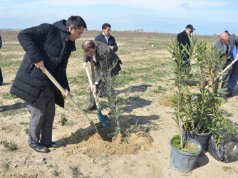 Pirallahıda “Şəhərsalma və Memarlıq İli” çərçivəsində ağacəkmə aksiyası keçirildi